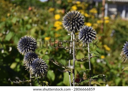 A plant with spherical shapes of echinoderms
