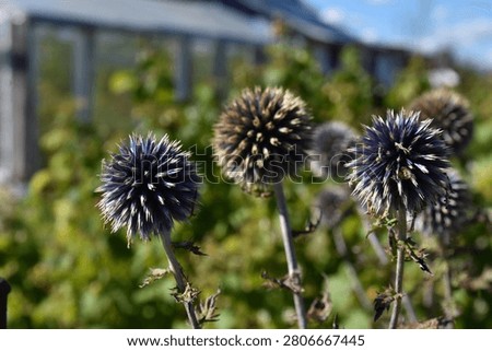 A plant with spherical shapes of echinoderms