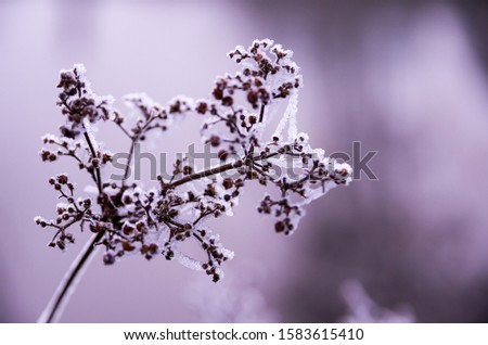 plant with spider web covered with a layer of ice caused by frozen fog. Fog in blurry background. ice crystals