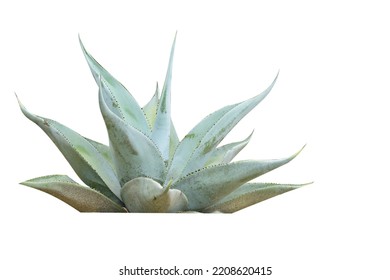 Plant with spiky leaves on a white background.