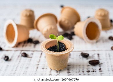 Plant sprout in used composted coffee capsule. Espresso coffee Capsules from wood in the box. BIO coffee, compostable capsules. recycling and zero waste concept