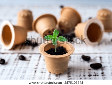 Plant sprout in used composted coffee capsule. Espresso coffee Capsules from wood in the box. BIO coffee, compostable capsules. recycling and zero waste concept