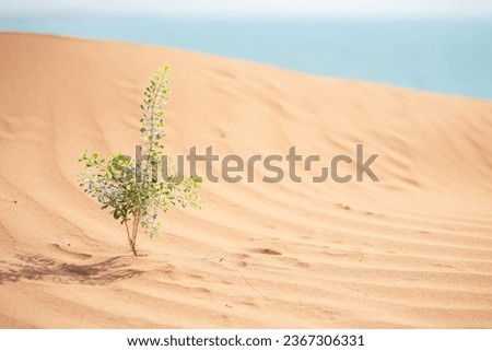 The plant sprouted on the sand in the desert. Sand dunes of the United Arab Emirates.