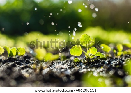  Plant sprouts in the field and farmer  is watering it;  pansy seedlings in the farmer's garden , agriculture, plant and life concept (soft focus, narrow depth of field)