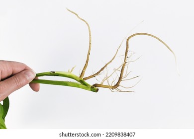 Plant Stem Of Pothos Houseplant Cutting With Long Bare Roots 