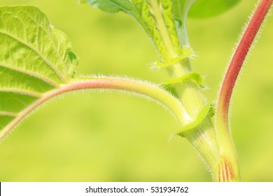 Plant Stems On Plant On Plant In The Wild