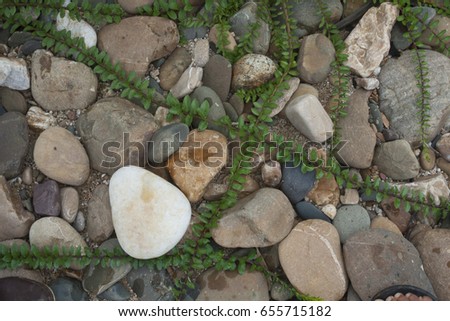 plant with stone 