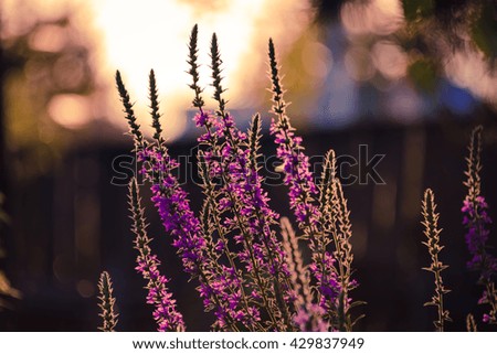 Similar – Image, Stock Photo pink flowers of calluna vulgaris in a field at sunset