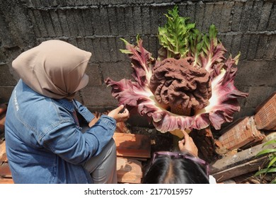 A Plant Suspected Of Being A Corpse Flower Blooms In The Yard Of A Resident's House In Jakarta On October 12, 2021.