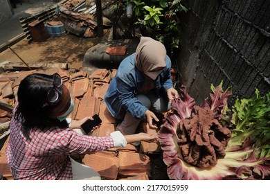 A Plant Suspected Of Being A Corpse Flower Blooms In The Yard Of A Resident's House In Jakarta On October 12, 2021.