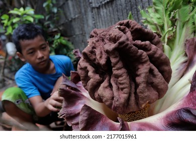 A Plant Suspected Of Being A Corpse Flower Blooms In The Yard Of A Resident's House In Jakarta On October 12, 2021.