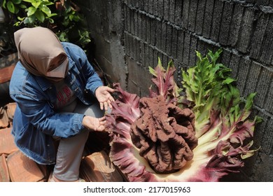 A Plant Suspected Of Being A Corpse Flower Blooms In The Yard Of A Resident's House In Jakarta On October 12, 2021.