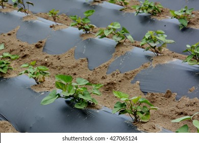 Plant Of Sweet Potato 