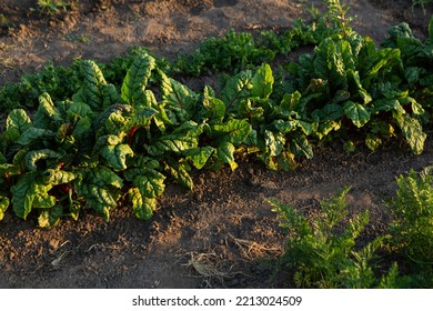 Plant Of Swiss Marigold Chard Cultivation Food