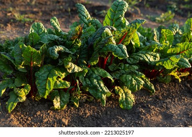 Plant Of Swiss Marigold Chard In Garden Cultivation Food