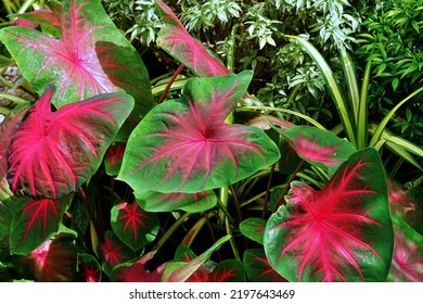 Plant Of Syngonium Are Growing In The Garden On The Noon Near The House For Selective Focus.An Ornamental Plant In The Home With Can Also Help Purify The Air And Absorb Toxins In The Home.