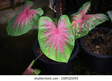 Plant Of Syngonium Are Growing In A Pot In The Garden On The Morning For Selective Focus.An Ornamental Plant In The Home With Can Also Help Purify The Air And Absorb Toxins In The Home.