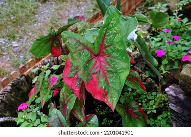 Plant Of Syngonium Are Growing In A Pot In The Garden On The Morning For Selective Focus.An Ornamental Plant In The Home With Can Also Help Purify The Air And Absorb Toxins In The Home.