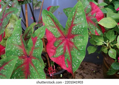 Plant Of Syngonium Are Growing In A Pot In The Garden On The Morning For Selective Focus.An Ornamental Plant In The Home With Can Also Help Purify The Air And Absorb Toxins In The Home.