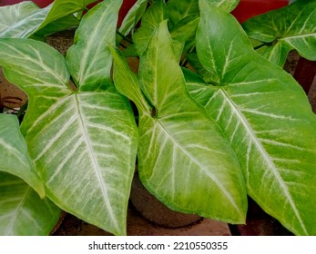 The Plant Syngonium Podophyllum Is The Most Commonly Cultivated Species In The Genus Syngonium. Also Known As Arrowhead Because The Shape Of The Leaves Is Similar To The Head Of An Arrow