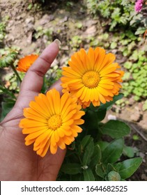 Plant Taxonomy Classifies Gerbera Daisy Flowers As Gerbera Jamesonll