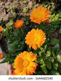 Plant Taxonomy Classifies Gerbera Daisy Flowers As Gerbera Jamesonll