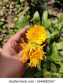 Plant Taxonomy Classifies Gerbera Daisy Flowers As Gerbera Jamesonll