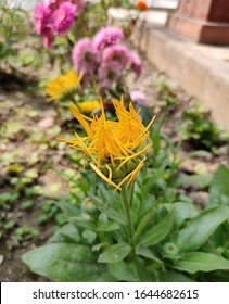 Plant Taxonomy Classifies Gerbera Daisy Flowers As Gerbera Jamesonll