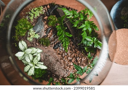 Plant terrarium as a great decoration in your home lets you own small piece of nature in closed ecosystem.