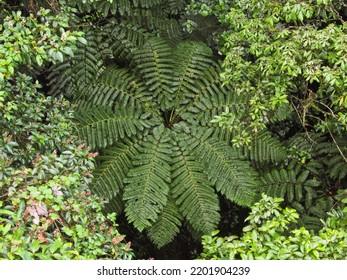 Plant Terrestrial Plant Groundcover Flowering Plant Shrub Subshrub