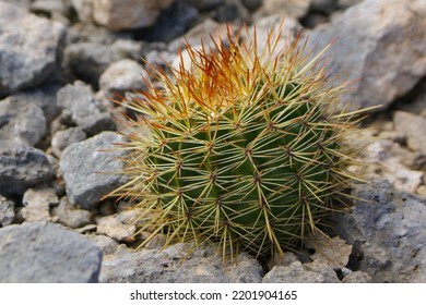 Plant Terrestrial Plant Organism Grass Bedrock Landscape