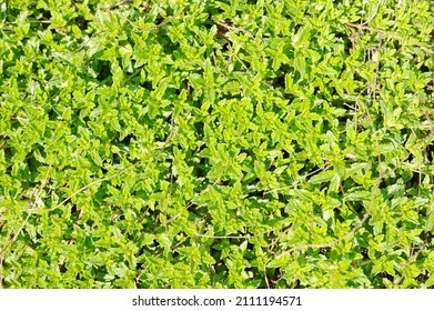 The Plant Texture - Thick Carpet Of Leaves