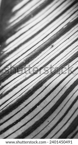 Plant textures captured in black and white provide an interesting contrast. The fine lines of the leaves and stems stand out clearly