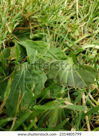 Similar – Image, Stock Photo Plant unknown to me as an abstract, thorny sculpture