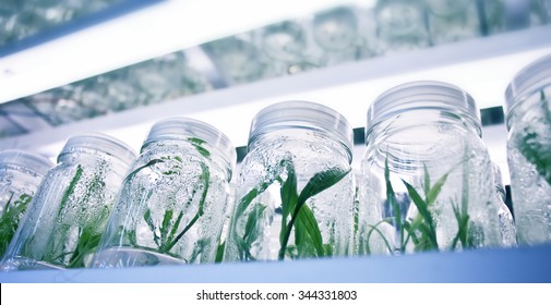 Plant Tissue Culture