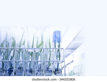 Plant Tissue Culture