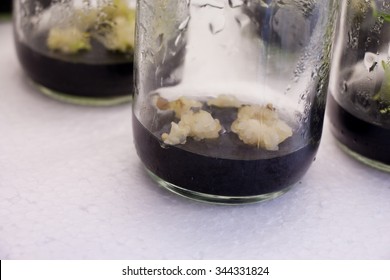 Plant Tissue Culture