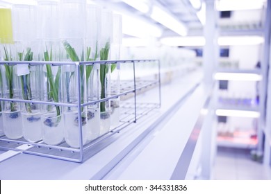 Plant Tissue Culture