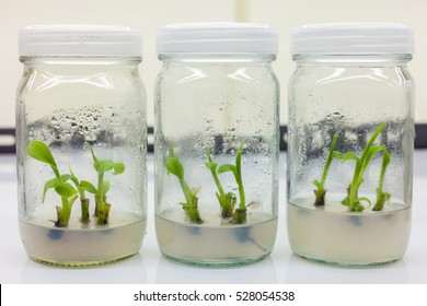 3,437 Plant Tissue Culture Images, Stock Photos & Vectors | Shutterstock