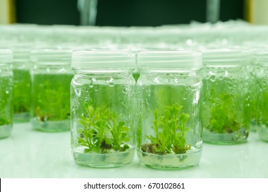 Plant Tissue Culture