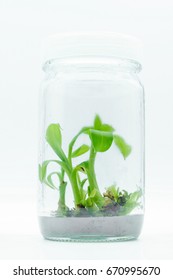 Plant Tissue Culture Stock Photo 670995670 | Shutterstock