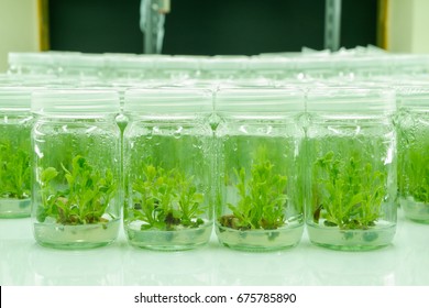 Plant Tissue Culture