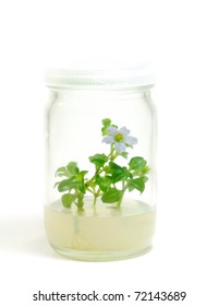 Plant Tissue Culture