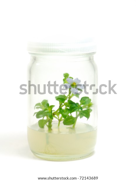 Plant Tissue Culture Stock Photo 72143689 | Shutterstock