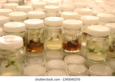 Стоковая фотография 1345045382: Plant Tissue Culture Experiment Biology ...