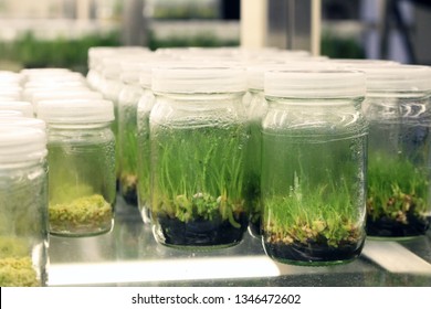 The Experimental Farm And Tissue Culture Laboratory