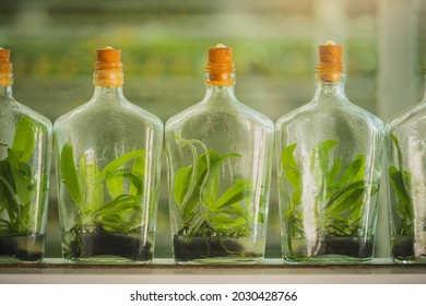 Plant Tissue Culture. Experiment Of Plant Tissue Culture In The Laboratory. Plant Cell And Tissue Culture Technology Laboratory.