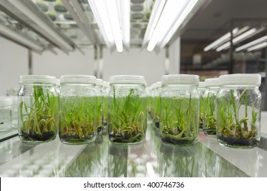 Plant Tissue Culture Laboratory