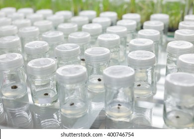 Plant Tissue Culture Laboratory Stock Photo 400746652 | Shutterstock