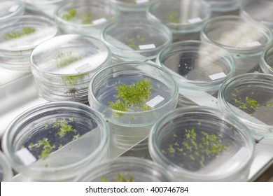 Plant Tissue Culture Laboratory